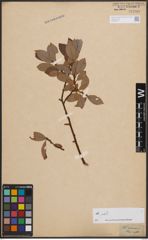 Foto von Salix croweana Sm.